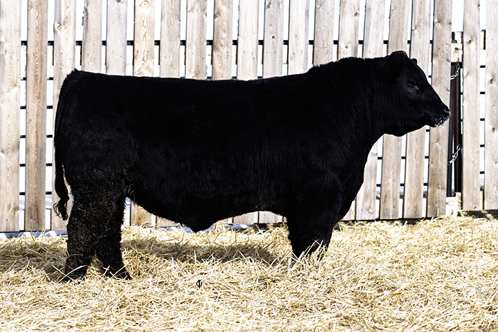 bull
